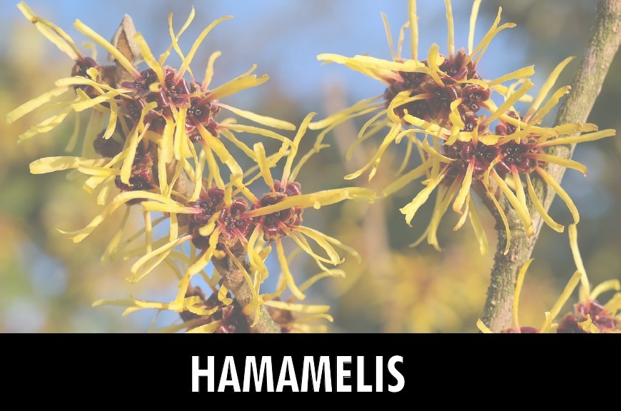Hamamelis: qué es y para qué sirve